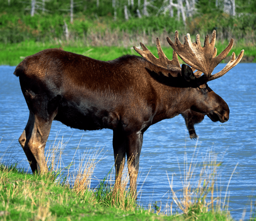 Wat Is Het Verschil Tussen Een Eland En Een Rendier?- Take Me To Sweden