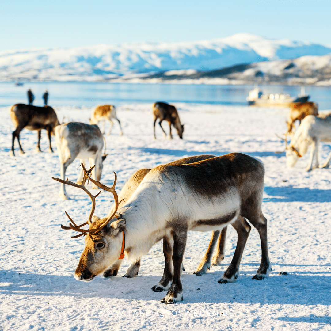 Wat Is Het Verschil Tussen Een Eland En Een Rendier?- Take Me To Sweden