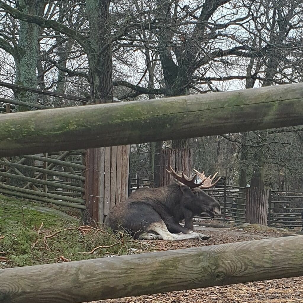 Eland in Skansen (Stockholm)